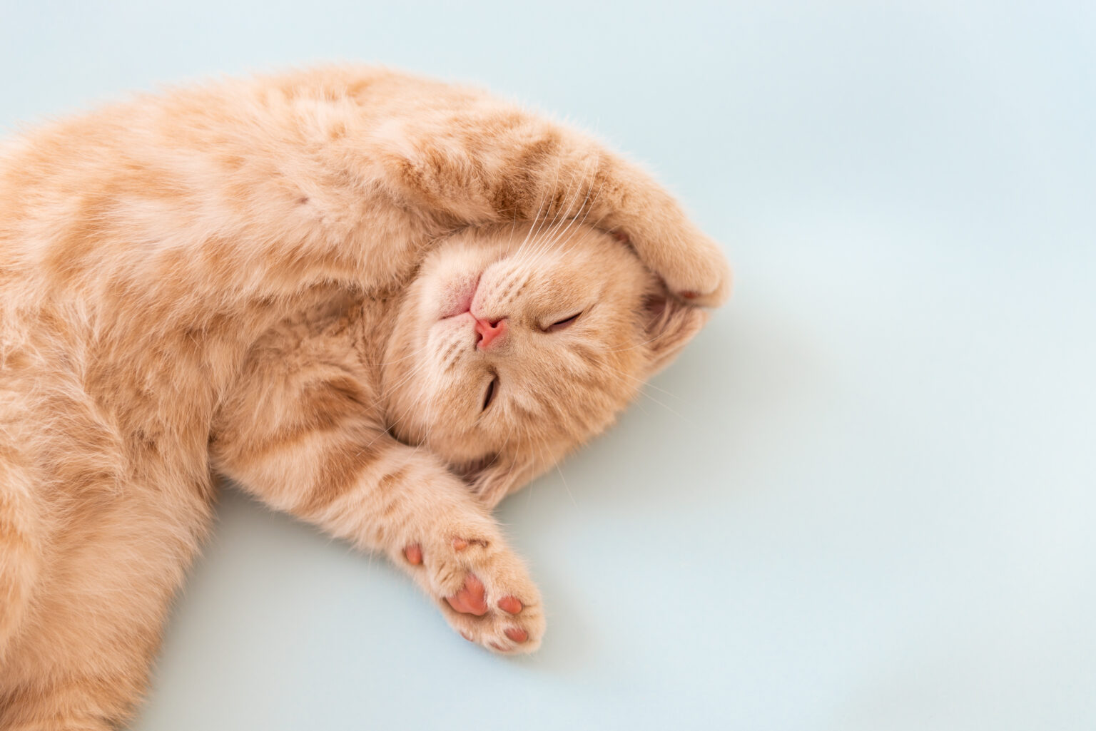 Cute Sleeping kitten with paws up on blue background. Copy space for text. For banner. Cozy home concept