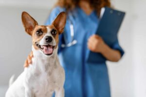 Diagnostics/Sick Pet Care