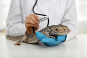 Exotic pet
